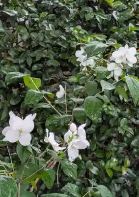 住吉大社(大阪府)