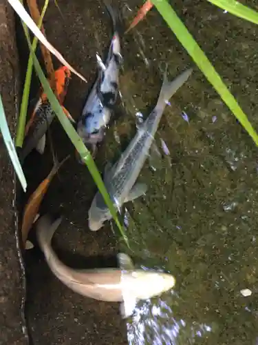 秩父今宮神社の動物