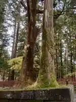 日光東照宮の自然