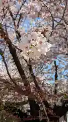 墨染寺（桜寺）(京都府)