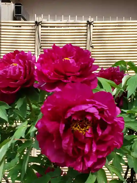 禅定院(東京都)