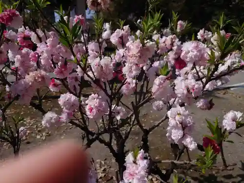 真清田神社の自然