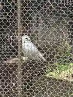 武蔵一宮氷川神社の動物