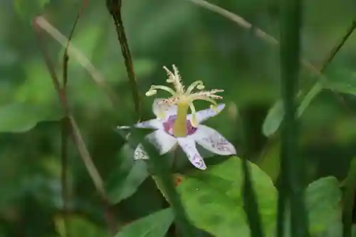 鹿島大神宮の自然