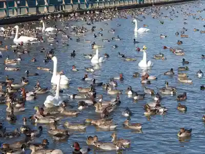 水原八幡宮の動物