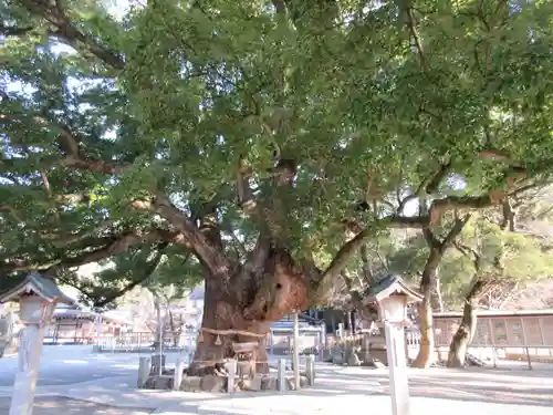 大麻比古神社(徳島県)
