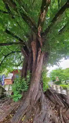 飛騨国分寺(岐阜県)
