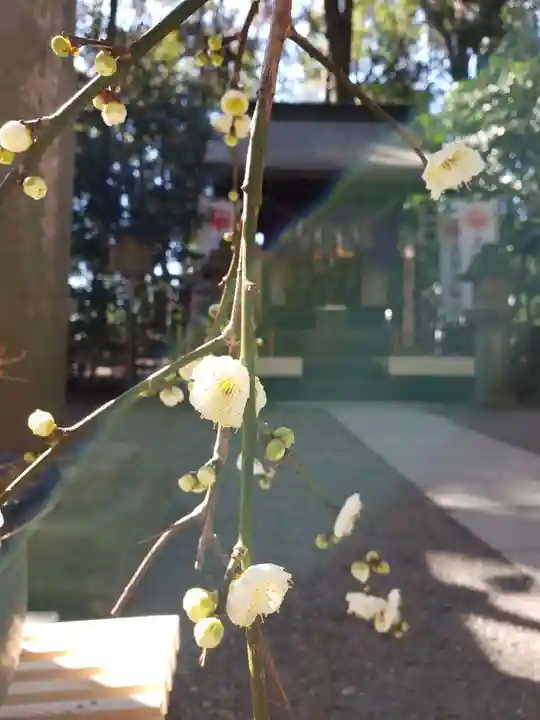 大宮八幡宮の自然