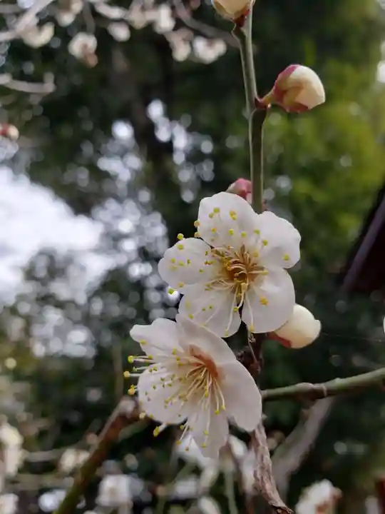布多天神社(東京都)