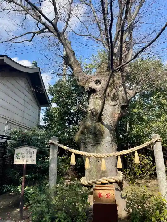 溝口神社の{uncategorized: "未分類", other: "その他", undefined: "問題あり", building: "その他建物", grave: "お墓", sacred_gate: "鳥居", guardian: "狛犬", statue: "像", buddha: "仏像", history: "歴史", nature: "自然", garden: "庭園", animal: "動物", pagoda: "塔", temizu: "手水舎", mountain_gate: "山門・神門", sanctuary: "本殿・本堂", subordinate: "末社・摂社", art: "芸術", scenery: "景色", jizo: "地蔵", ema: "絵馬", goshuin: "御朱印", omikuji: "おみくじ", items: "授与品その他", amulet: "お守り", goshuincho: "御朱印帳", eats: "食事", festival: "お祭り", votive_dance: "神楽", shichigosan: "七五三参", wedding: "結婚式", experience: "体験その他", initially: "初詣", around: "周辺", anti_infection: "感染症対策"}
