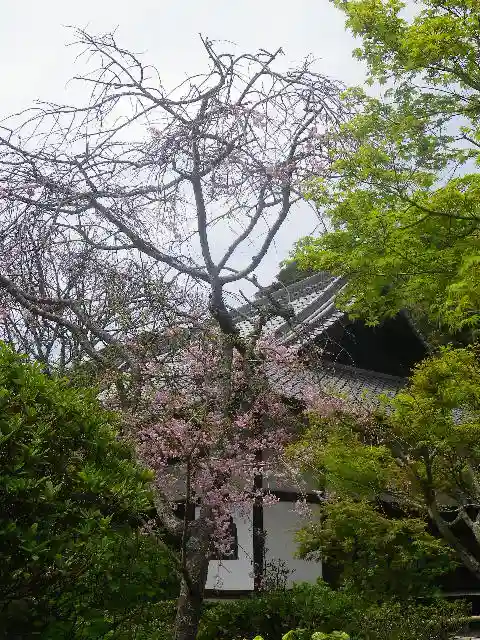 浄光明寺の自然