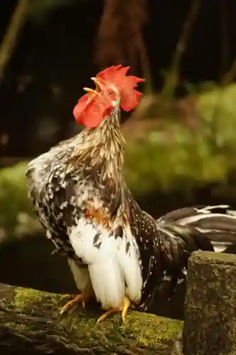 石上神宮の動物