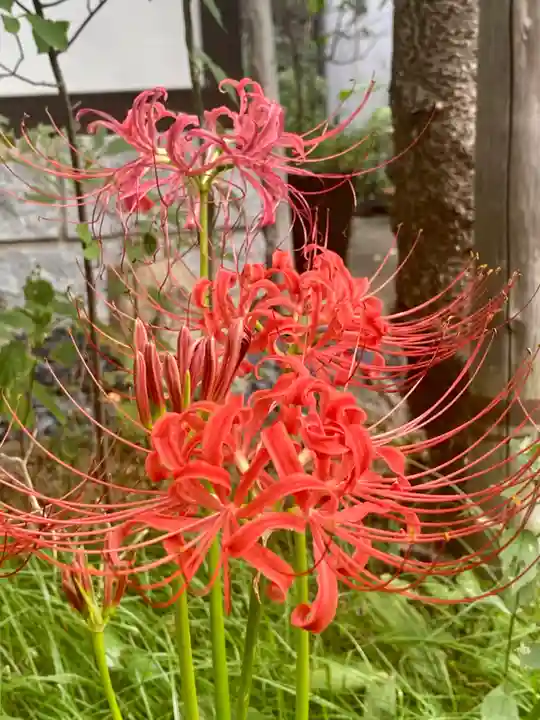 粟嶋堂宗徳寺の自然