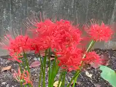 亀戸 香取神社の自然