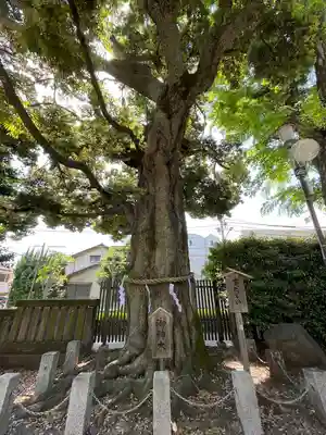 八幡大神社(東京都)