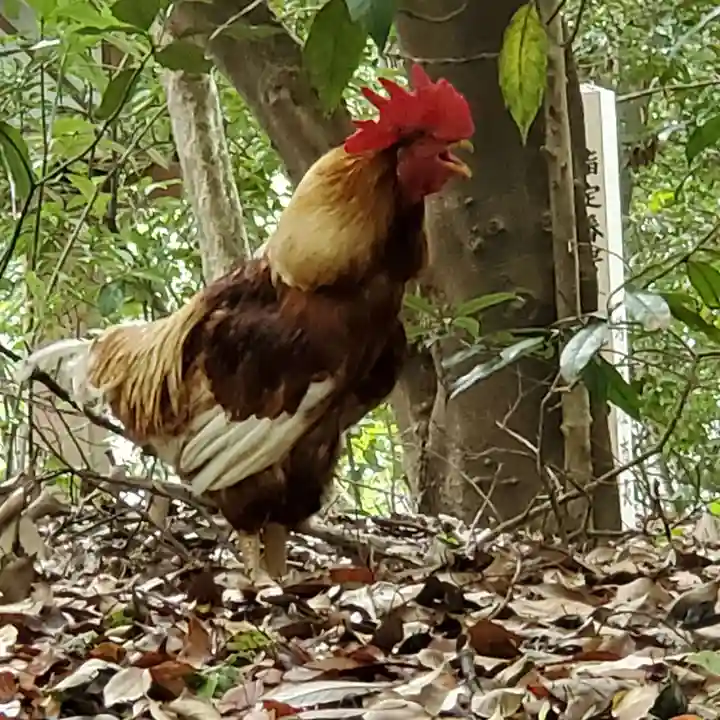 熱田神宮の動物