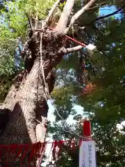 三輪神社の自然