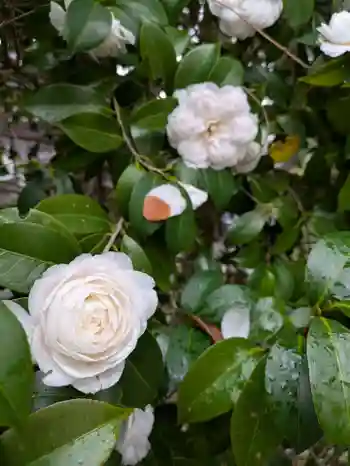 出雲大社宇部教会の御朱印 2025年03月