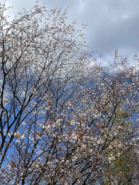 周防國総社宮 佐波神社の御朱印
