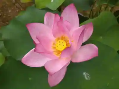 西光寺(福井県)