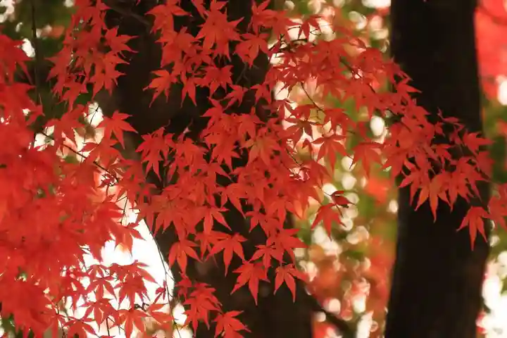 長屋神社の自然