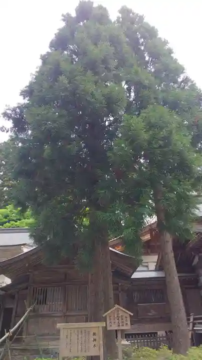 白山比咩神社の自然