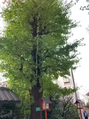 赤城神社の自然