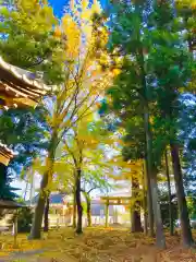 岡見八坂神社の自然