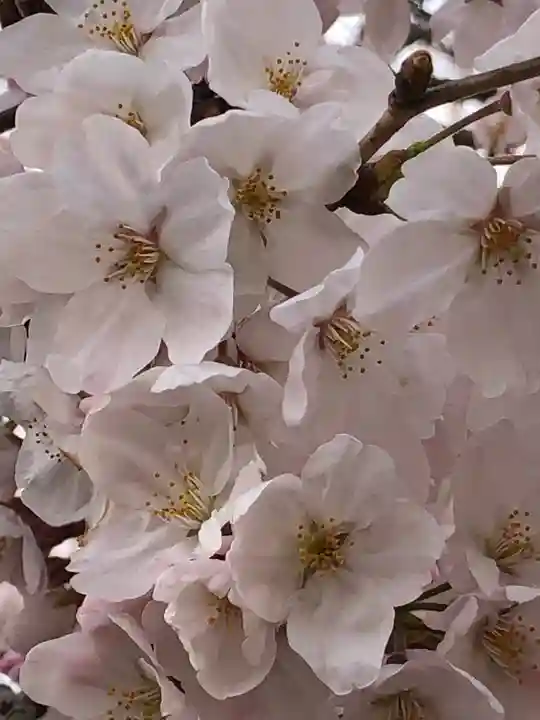 荒井神社の自然