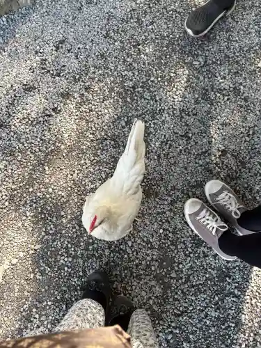 伊勢神宮外宮（豊受大神宮）の{uncategorized: "未分類", other: "その他", undefined: "問題あり", building: "その他建物", grave: "お墓", sacred_gate: "鳥居", guardian: "狛犬", statue: "像", buddha: "仏像", history: "歴史", nature: "自然", garden: "庭園", animal: "動物", pagoda: "塔", temizu: "手水舎", mountain_gate: "山門・神門", sanctuary: "本殿・本堂", subordinate: "末社・摂社", art: "芸術", scenery: "景色", jizo: "地蔵", ema: "絵馬", goshuin: "御朱印", omikuji: "おみくじ", items: "授与品その他", amulet: "お守り", goshuincho: "御朱印帳", eats: "食事", festival: "お祭り", votive_dance: "神楽", shichigosan: "七五三参", wedding: "結婚式", experience: "体験その他", initially: "初詣", around: "周辺", anti_infection: "感染症対策"}