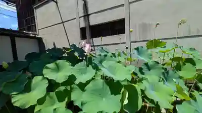 行願寺（革堂）(京都府)