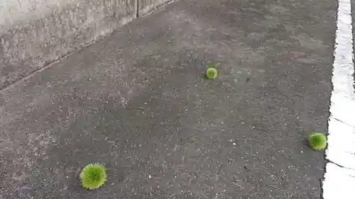 尾張猿田彦神社の自然