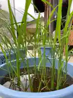 總社 和田八幡宮の庭園