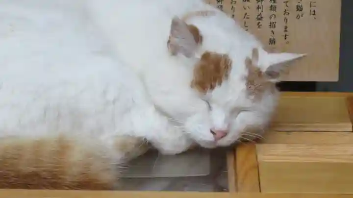御誕生寺(猫寺)の動物