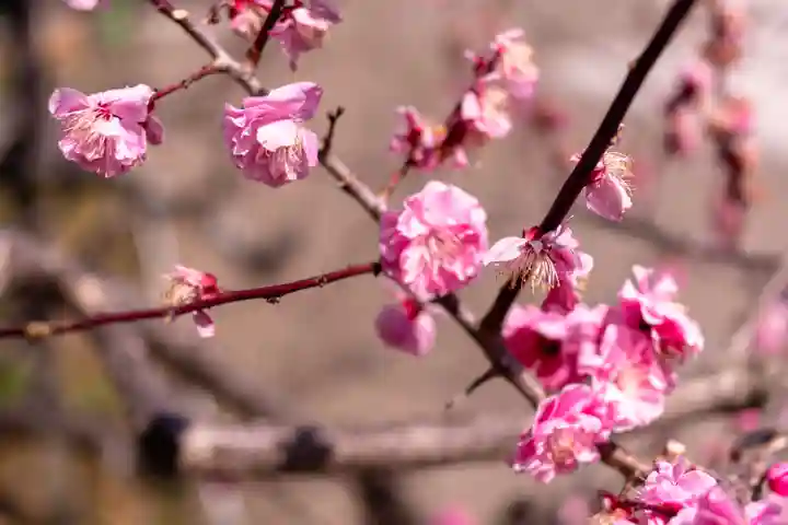 北野天満宮(京都府)
