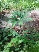 八幡神社の自然