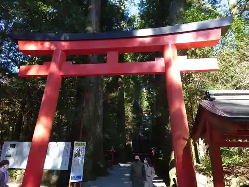 箱根神社の鳥居