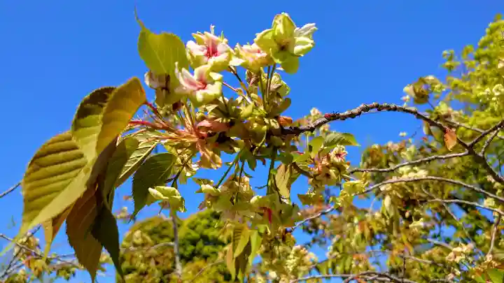仁和寺(京都府)