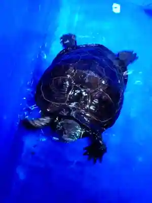 下谷神社(東京都)