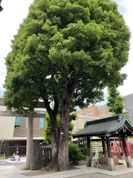 麻布氷川神社の自然