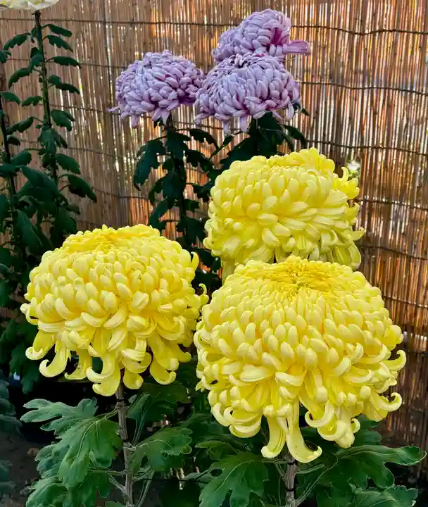 蚊里田八幡宮(長野県)