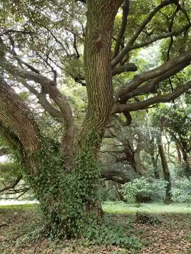明治神宮の自然