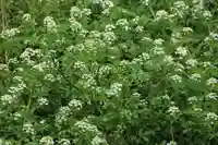 鹿島大神宮の自然