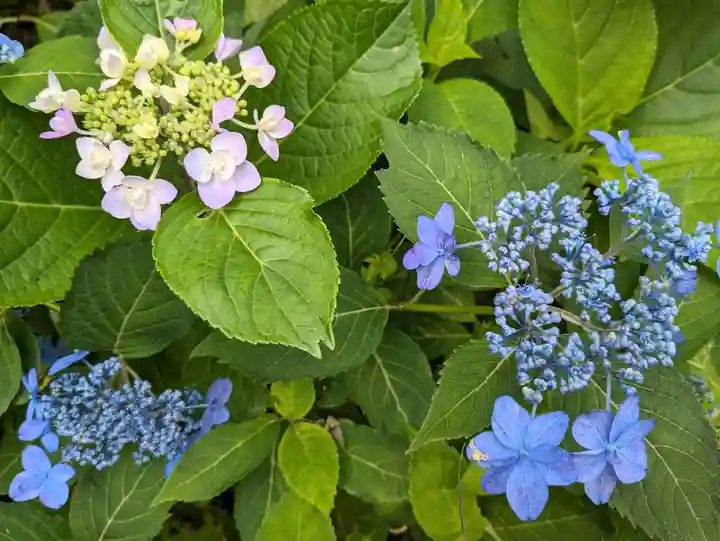 白旗神社(西御門)(神奈川県)