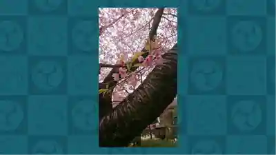 密藏院(埼玉県)