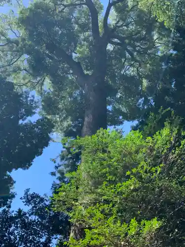 大國玉神社(茨城県)