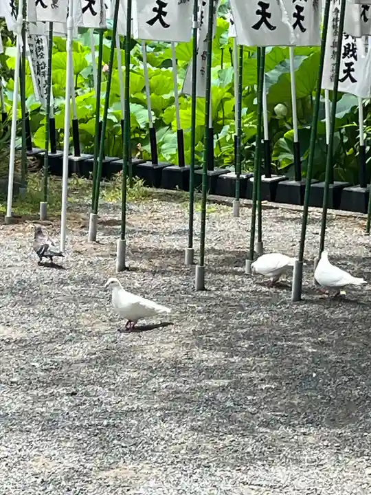 鶴岡八幡宮の動物