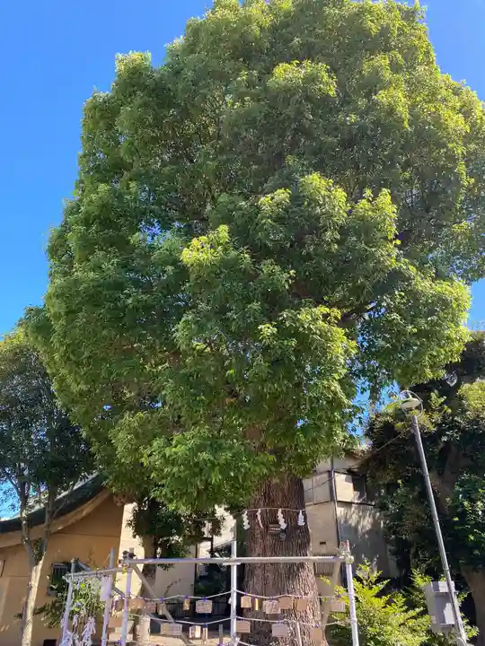東京羽田 穴守稲荷神社の自然