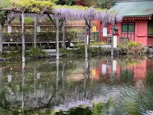 富士山本宮浅間大社の自然
