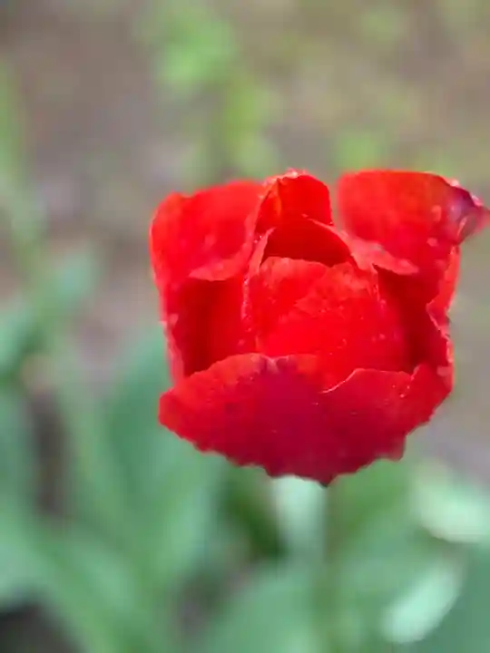 西方山極楽寺(岐阜県)